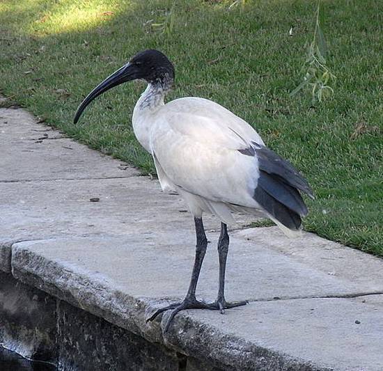 ile:Australian White Ibis Sydney.JPG