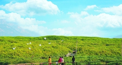 县国家级红树林湿地生态公园的美景,吸引着一批批游客前来观光旅游