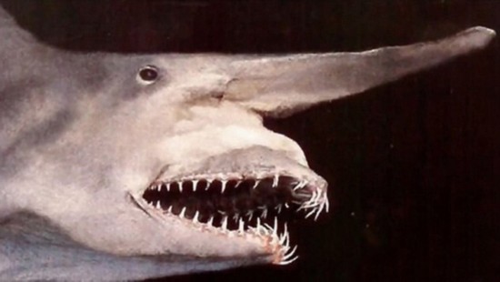 澳垂钓者钓鲨鱼好牛!盘点大海里的吓死人的生物