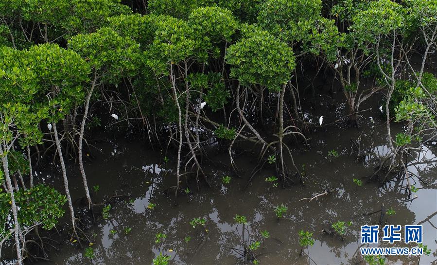 白鹭在东寨港国家级自然保护区的红树林内休息(12月7日无人机拍摄).