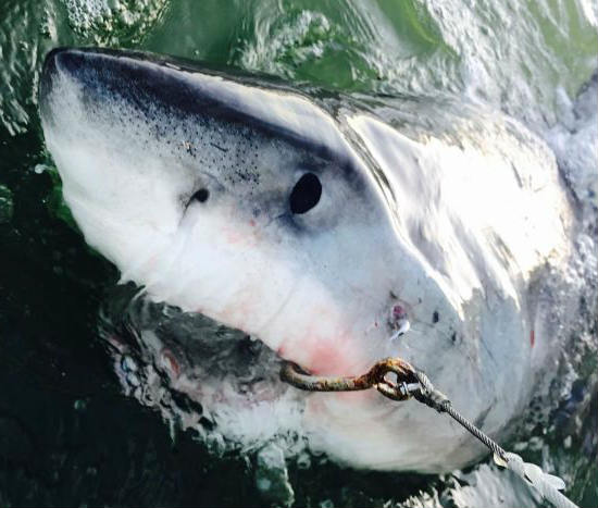 澳洲科学家对第100只大白鲨进行标记
